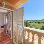 Estrella De Mar Verde